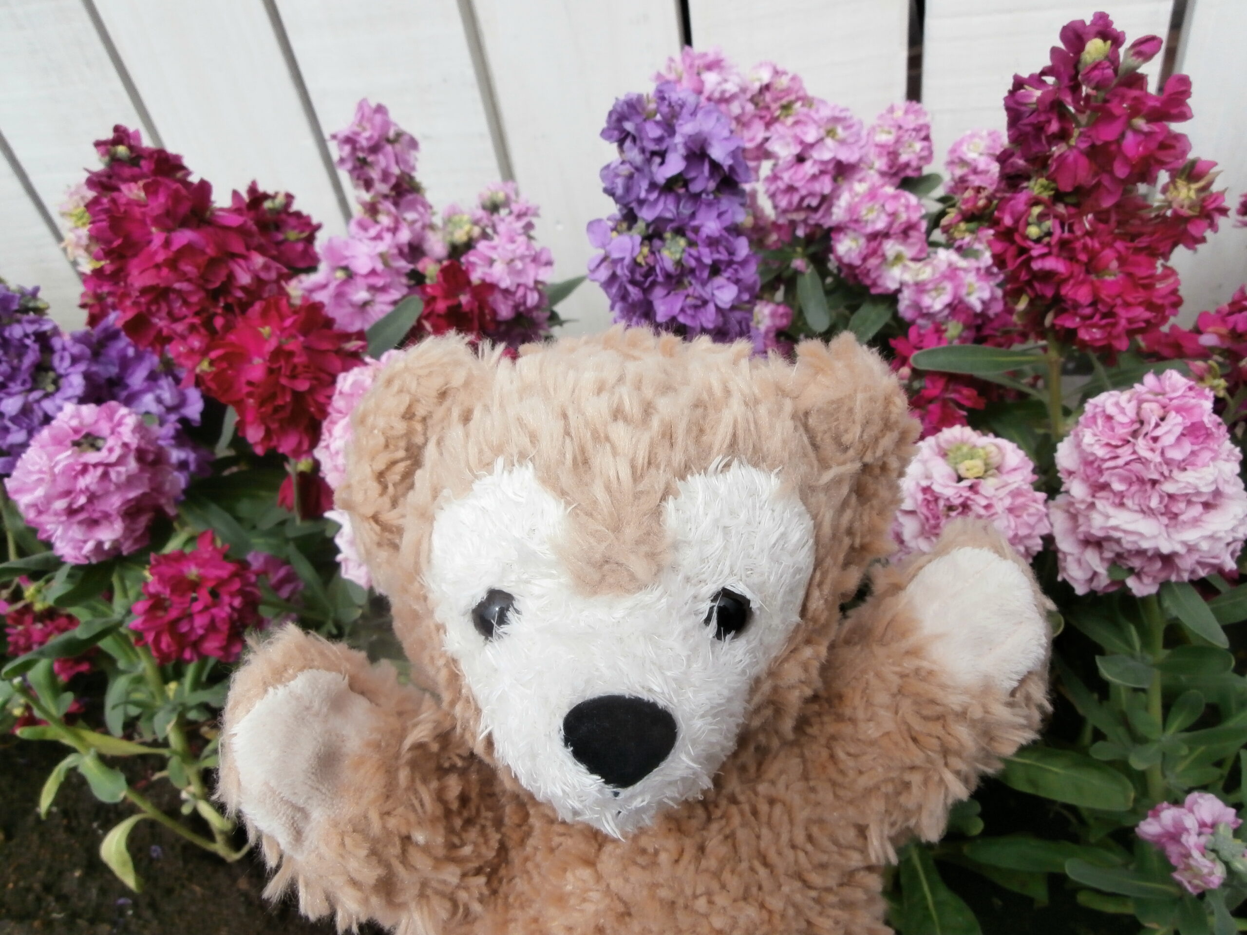 ディズニーシー・ケープコッド